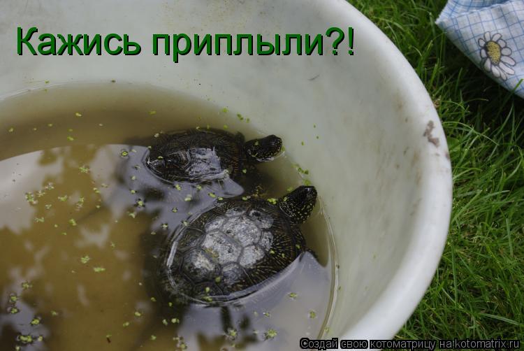 Кажись приплыли?!... Котоматрица: Кажись приплыли?!