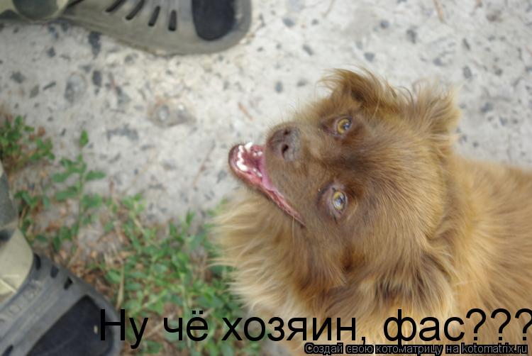 Ну чё хозяин, фас???... Котоматрица: Ну чё хозяин, фас???