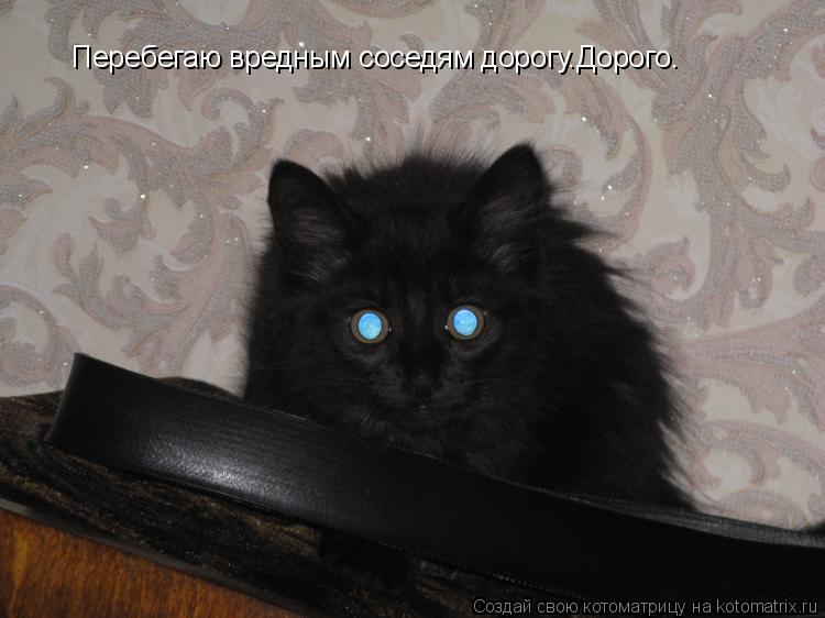 Перебегаю вредным соседям дорогу.Дорого.... Котоматрица: Перебегаю вредным соседям дорогу.Дорого.