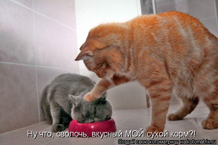 Ну что, сволочь, вкусный МОЙ сухой корм?!... Котоматрица: Ну что, сволочь, вкусный МОЙ сухой корм?!