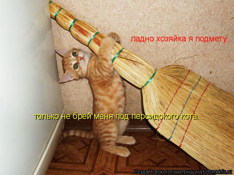 ладно хозяйка я подмету... только не брей меня под персидского кота...... Котоматрица: ладно хозяйка я подмету... только не брей меня под персидского кота...