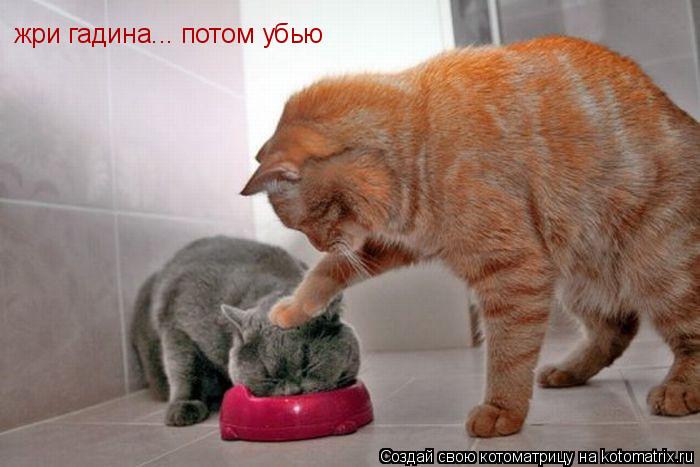 жри гадина... потом убью... Котоматрица: жри гадина... потом убью