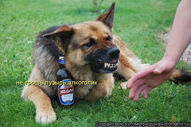не трошь пузырь алкоголик...... Котоматрица: не трошь пузырь алкоголик...