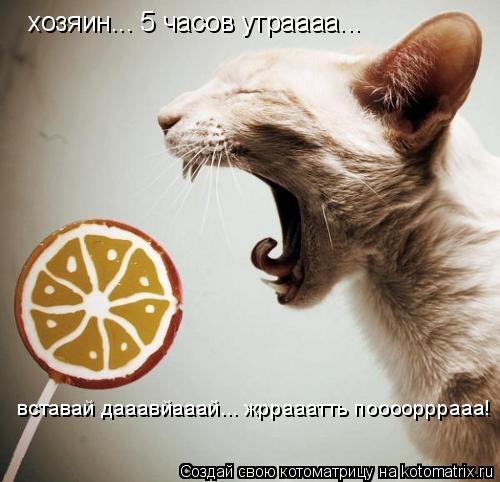 хозяин... 5 часов утраааа... вставай дааавйааай... жррааатть поооорррааа!... Котоматрица: хозяин... 5 часов утраааа... вставай дааавйааай... жррааатть поооорррааа!