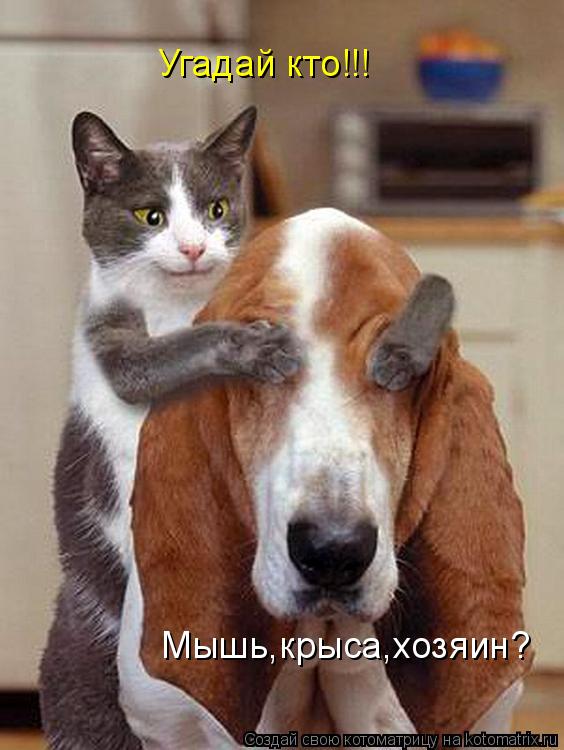 Угадай кто!!! Мышь,крыса,хозяин?... Котоматрица: Угадай кто!!! Мышь,крыса,хозяин?