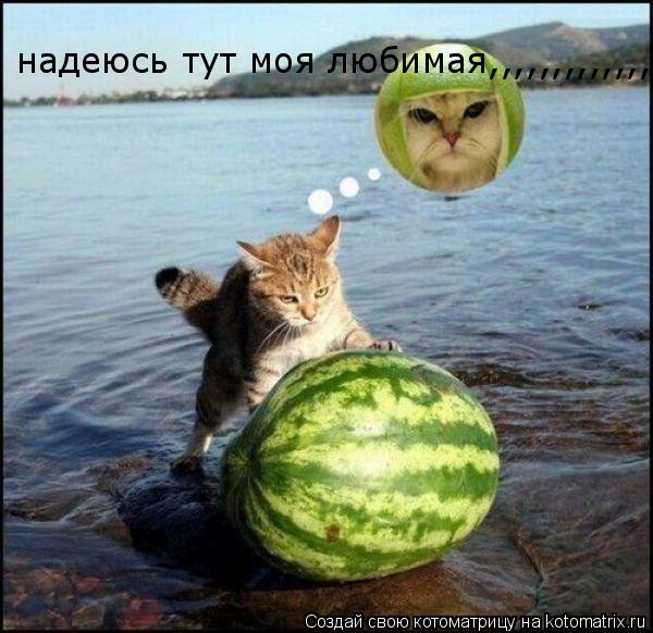 надеюсь тут моя любимая,,,,,,,,,,,,,... Котоматрица: надеюсь тут моя любимая,,,,,,,,,,,,,