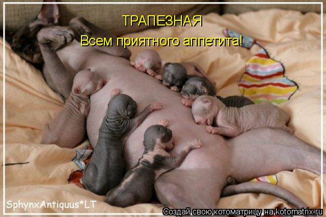 ТРАПЕЗНАЯ Всем приятного аппетита!... Котоматрица: ТРАПЕЗНАЯ Всем приятного аппетита!