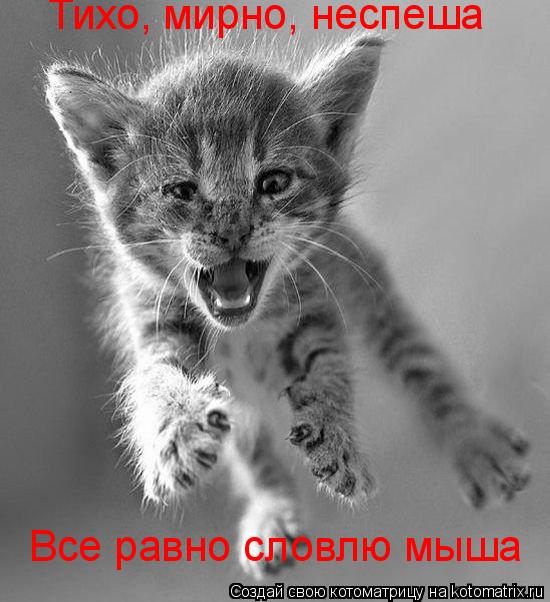 Тихо, мирно, неспеша Все равно словлю мыша... Котоматрица: Тихо, мирно, неспеша Все равно словлю мыша