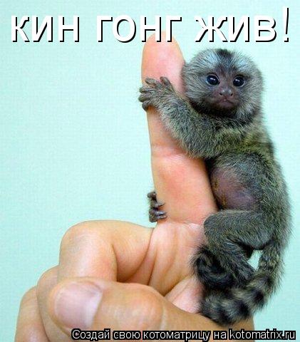 Котоматрица: кин гонг жив!