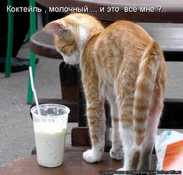 Котоматрица: Коктейль , молочный ... и это  всё мне ?..