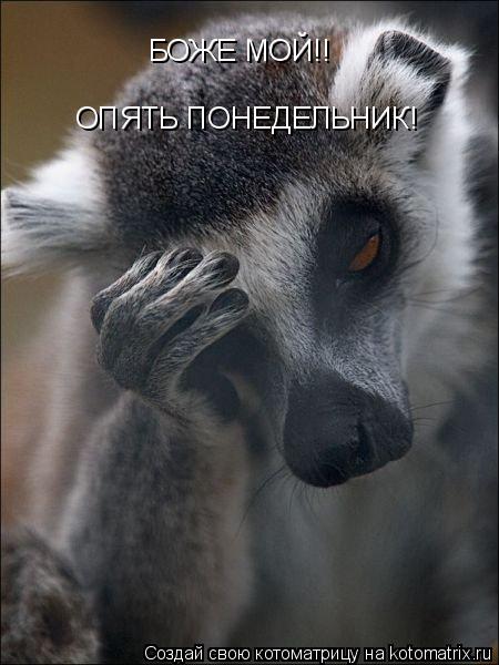 Котоматрица: БОЖЕ МОЙ!! ОПЯТЬ ПОНЕДЕЛЬНИК!
