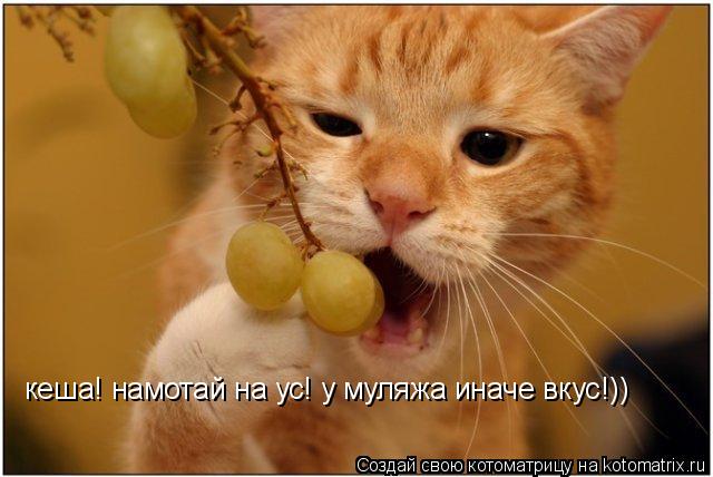Котоматрица: кеша! намотай на ус! у муляжа иначе вкус!))