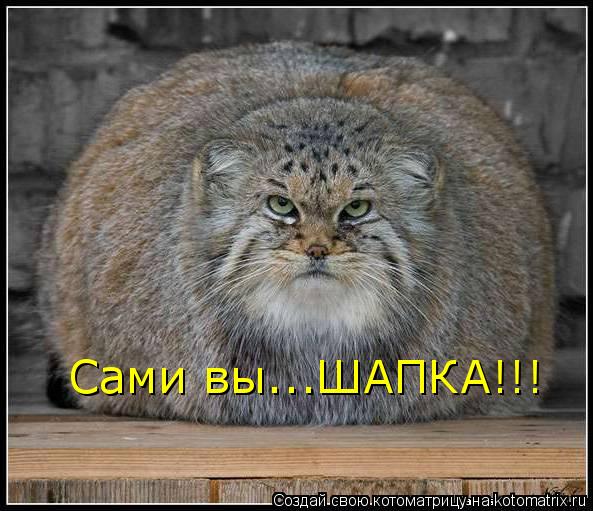 Котоматрица: Сами вы...ШАПКА!!!