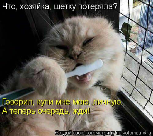 Что, хозяйка, щетку потеряла? Говорил, купи мне мою, личную. А теперь очередь, жди!... Котоматрица: Что, хозяйка, щетку потеряла? Говорил, купи мне мою, личную. А теперь очередь, жди!