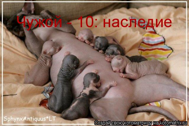 Чужой - 10: наследие... Котоматрица: Чужой - 10: наследие