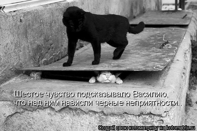 Шестое чувство подсказывало Василию, что над ним нависли черные неприятности..... Котоматрица: Шестое чувство подсказывало Василию, что над ним нависли черные неприятности..