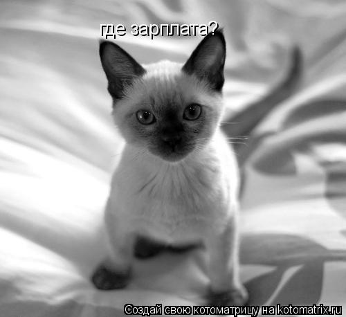 где зарплата?... Котоматрица: где зарплата?