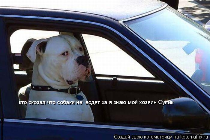 А кто скозал что собаки не водят ха я знаю мой хозяин Сулик А кто скозал что собаки не водят ха я зн... Котоматрица: А кто скозал что собаки не водят ха я знаю мой хозяин Сулик А кто скозал что собаки не водят ха я знаю мой хозяин Сулик кто скозал что собаки