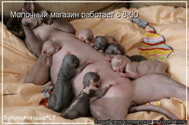 Молочный магазин работает с 8-00... Котоматрица: Молочный магазин работает с 8-00