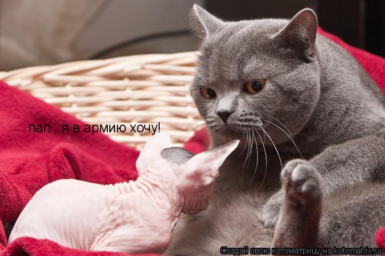 пап , я в армию хочу!... Котоматрица: пап , я в армию хочу!