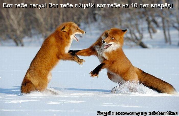 Вот тебе петух! Вот тебе яйца!И вот тебе на 10 лет вперёд!... Котоматрица: Вот тебе петух! Вот тебе яйца!И вот тебе на 10 лет вперёд!