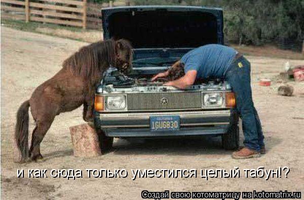и как сюда только уместился целый табун!?... Котоматрица: и как сюда только уместился целый табун!?