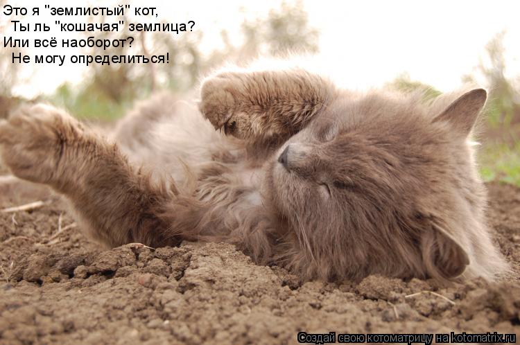 Котоматрица: Это я "землистый" кот, Ты ль "кошачая" землица? Или всё наоборот? Не могу определиться!