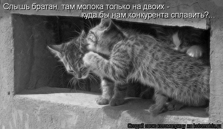 Слышь братан, там молока только на двоих - куда бы нам конкурента сплавить?...... Котоматрица: Слышь братан, там молока только на двоих - куда бы нам конкурента сплавить?...