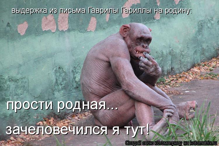 прости родная... выдержка из письма Гаврилы Гариллы на родину: зачеловечился я тут!... Котоматрица: прости родная... выдержка из письма Гаврилы Гариллы на родину: зачеловечился я тут!