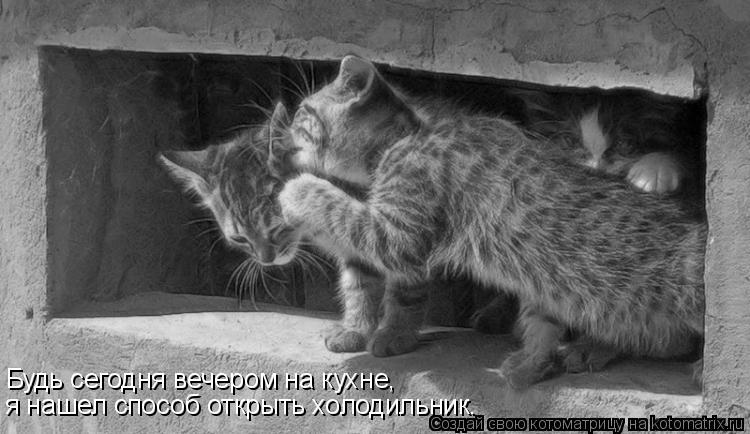 Будь сегодня вечером на кухне, я нашел способ открыть холодильник.... Котоматрица: Будь сегодня вечером на кухне, я нашел способ открыть холодильник.
