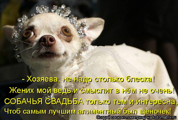 - Хозяева, не надо столько блеска! Жених мой ведь и смыслит в нём не очень! СОБАЧЬЯ СВАДЬБА только те... Котоматрица: - Хозяева, не надо столько блеска! Жених мой ведь и смыслит в нём не очень! СОБАЧЬЯ СВАДЬБА только тем и интересна, Чтоб самым лучшим алиментн