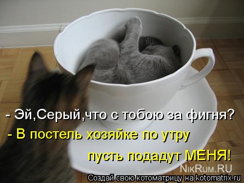 Котоматрица: - Эй,Серый,что с тобою за фигня? - В постель хозяйке по утру пусть подадут МЕНЯ!