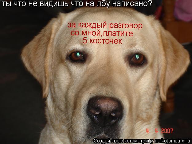 ты что не видишь что на лбу написано? за каждый разговор со мной,платите 5 косточек... Котоматрица: ты что не видишь что на лбу написано? за каждый разговор со мной,платите 5 косточек