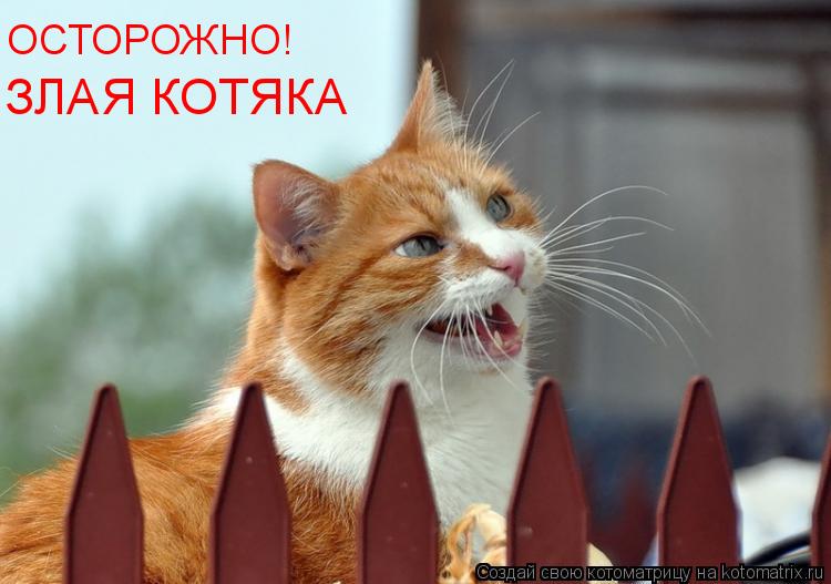 ОСТОРОЖНО! ЗЛАЯ КОТЯКА... Котоматрица: ОСТОРОЖНО! ЗЛАЯ КОТЯКА