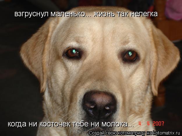 взгруснул маленько... жизнь так нелегка когда ни косточек тебе ни молока...... Котоматрица: взгруснул маленько... жизнь так нелегка когда ни косточек тебе ни молока...