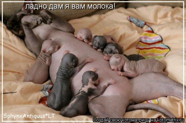 ладно дам я вам молока!... Котоматрица: ладно дам я вам молока!