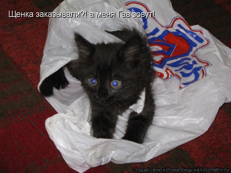 Щенка заказывали?! а меня Гав зовут!... Котоматрица: Щенка заказывали?! а меня Гав зовут!
