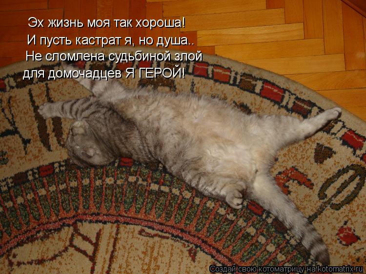 Эх жизнь моя так хороша! И пусть кастрат я, но душа.. Не сломлена судьбиной злой для домочадцев Я ГЕР... Котоматрица: Эх жизнь моя так хороша! И пусть кастрат я, но душа.. Не сломлена судьбиной злой для домочадцев Я ГЕРОЙ!