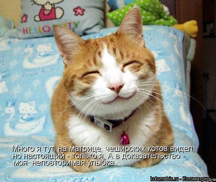 Много я тут, на матрице, чеширских котов видел, но настоящий - только я. А в доказательство - моя не... Котоматрица: Много я тут, на матрице, чеширских котов видел, но настоящий - только я. А в доказательство - моя неповторимая улыбка.