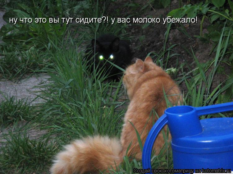 ну что это вы тут сидите?! у вас молоко убежало!... Котоматрица: ну что это вы тут сидите?! у вас молоко убежало!