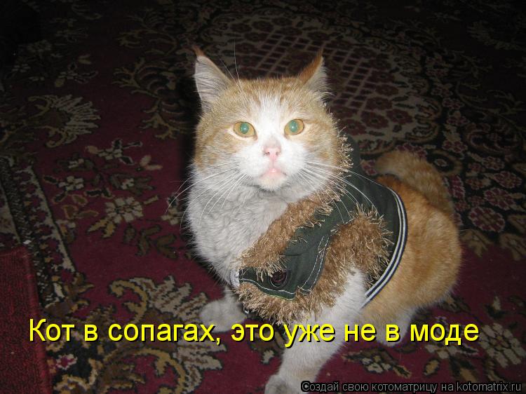 Кот в сопагах, это уже не в моде... Котоматрица: Кот в сопагах, это уже не в моде