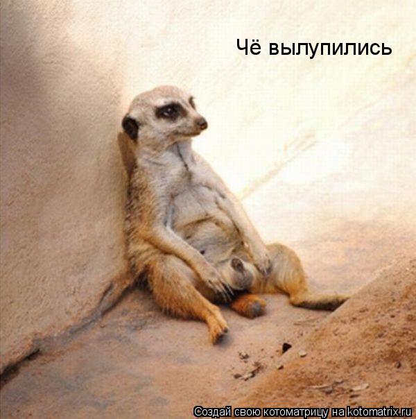 Чё вылупились... Котоматрица: Чё вылупились