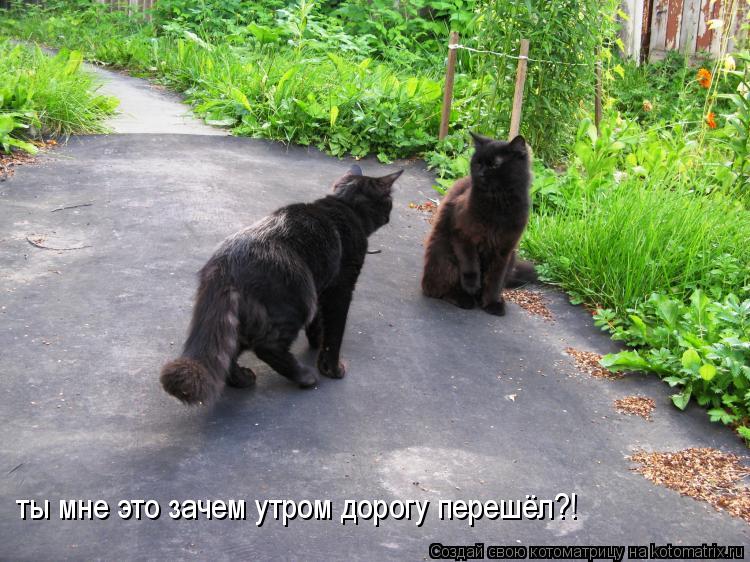 ты мне это зачем утром дорогу перешёл?!... Котоматрица: ты мне это зачем утром дорогу перешёл?!