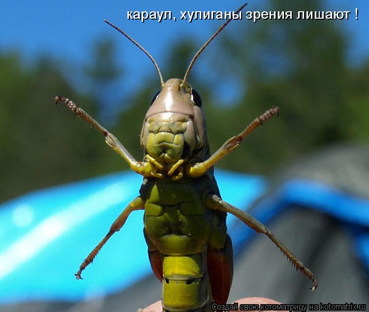 караул, хулиганы зрения лишают !... Котоматрица: караул, хулиганы зрения лишают !