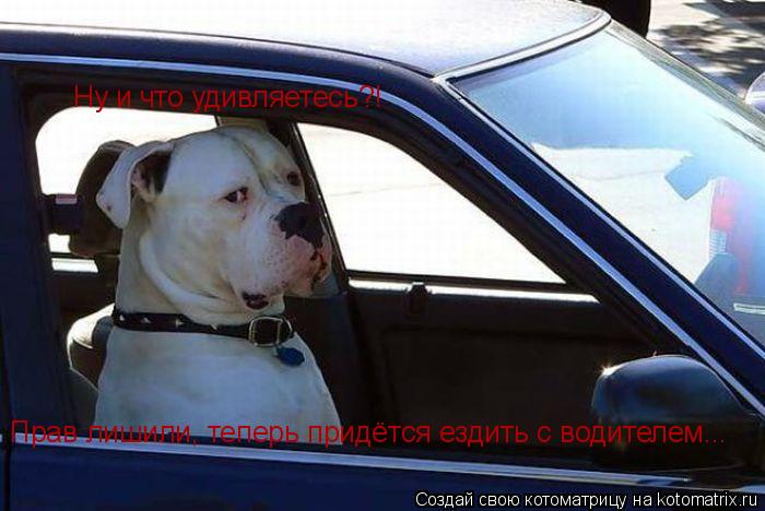 Ну и что удивляетесь?! Прав лишили, теперь придётся ездить с водителем...... Котоматрица: Ну и что удивляетесь?! Прав лишили, теперь придётся ездить с водителем...