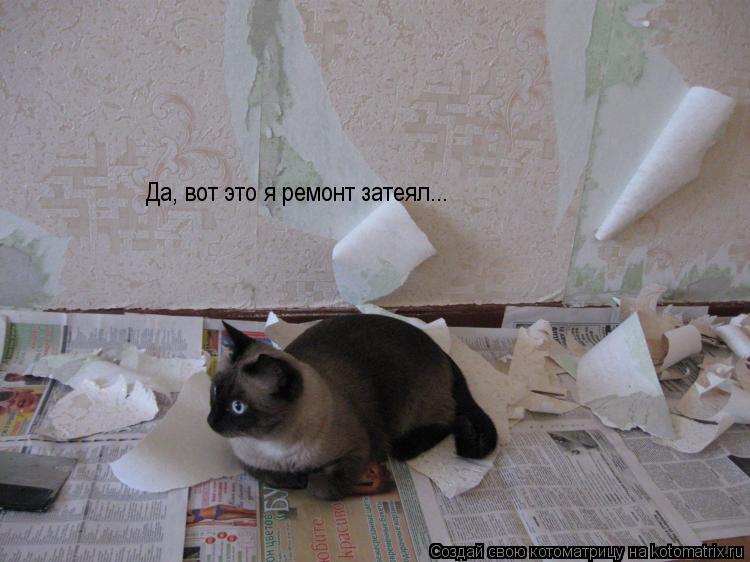 Да, вот это я ремонт затеял...... Котоматрица: Да, вот это я ремонт затеял...