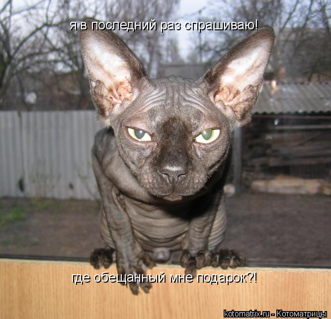 я в последний раз спрашиваю! где обещанный мне подарок?!... Котоматрица: я в последний раз спрашиваю! где обещанный мне подарок?!