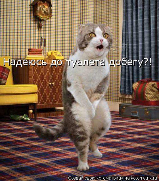 Надеюсь до туалета добегу?!... Котоматрица: Надеюсь до туалета добегу?!
