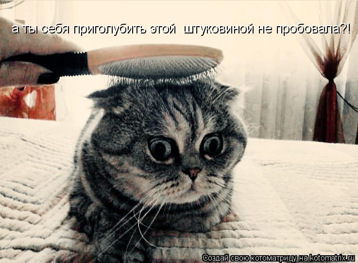 а ты себя приголубить этой штуковиной не пробовала?!... Котоматрица: а ты себя приголубить этой штуковиной не пробовала?!