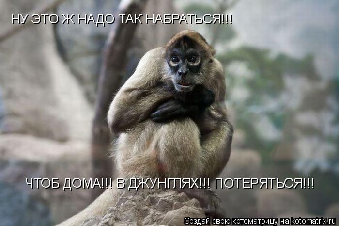 НУ ЭТО Ж НАДО ТАК НАБРАТЬСЯ!!! ЧТОБ ДОМА!!! В ДЖУНГЛЯХ!!! ПОТЕРЯТЬСЯ!!!... Котоматрица: НУ ЭТО Ж НАДО ТАК НАБРАТЬСЯ!!! ЧТОБ ДОМА!!! В ДЖУНГЛЯХ!!! ПОТЕРЯТЬСЯ!!!